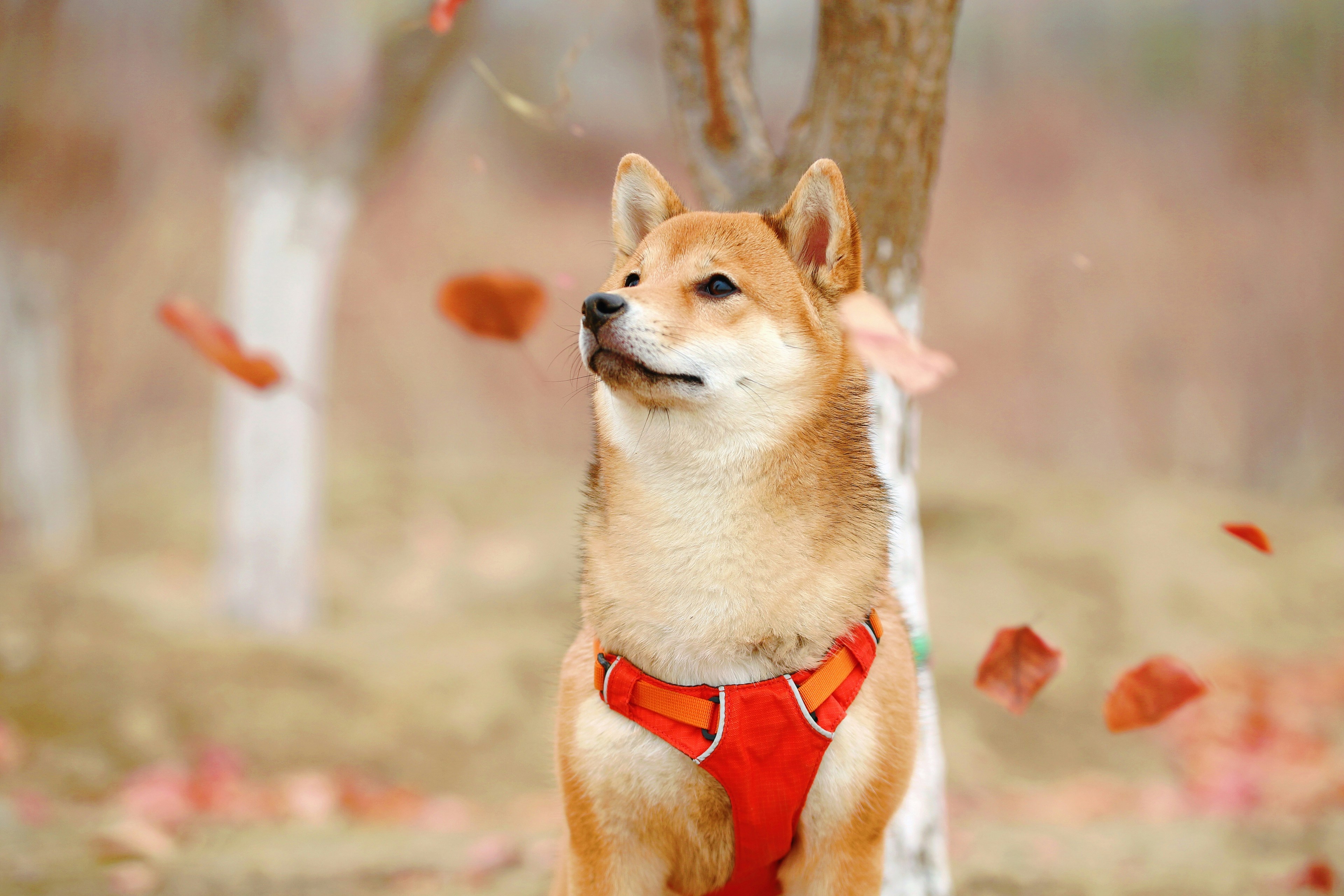 ハチ
