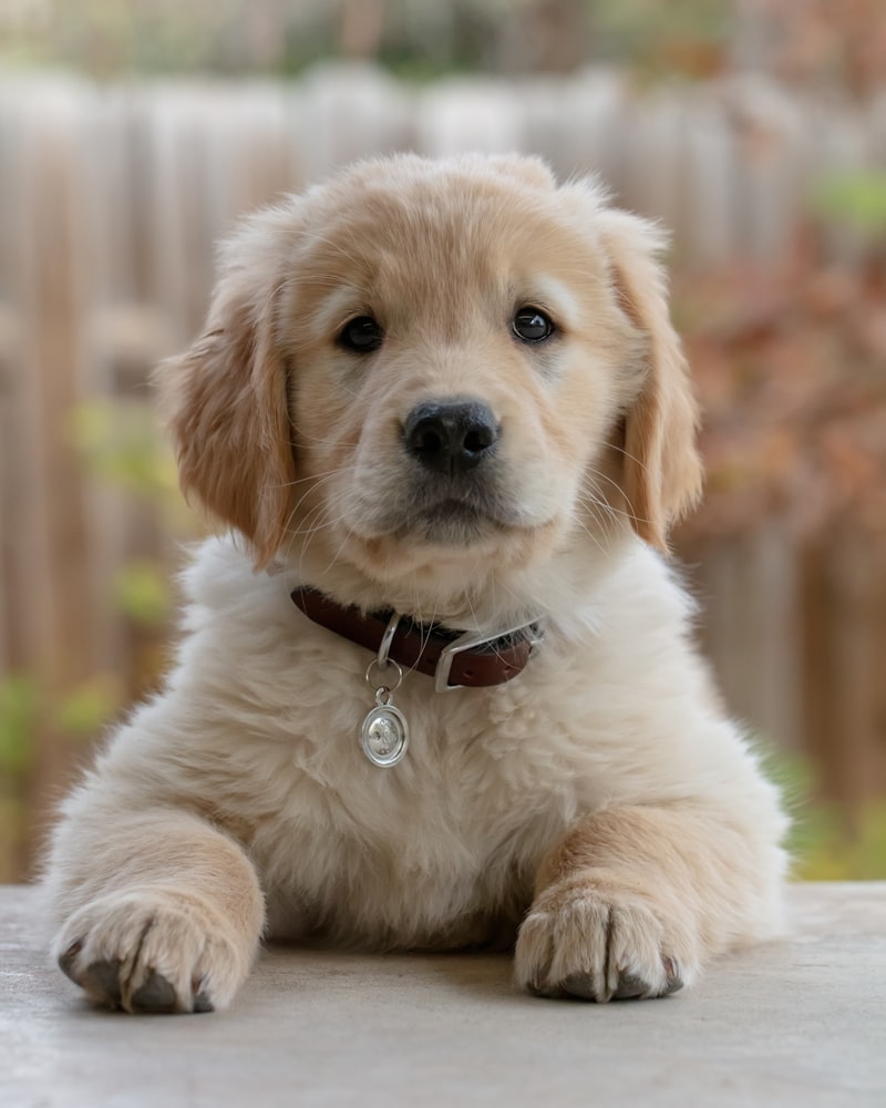 かわいい子犬